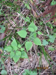 出始めたアカネ