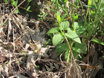 出始めたアカネ