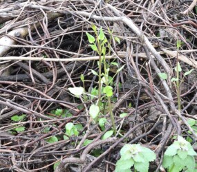 出始めたアカネ