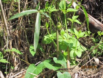 出始めたアカネ