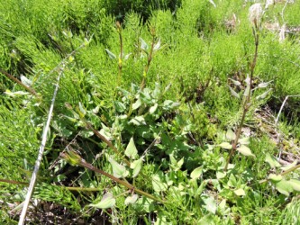 株になって出ているアカネ