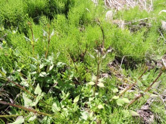 株になって出ているアカネ