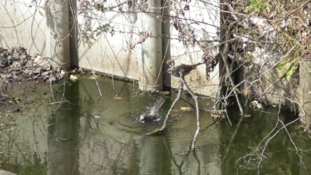 水浴びをするヒヨドリ