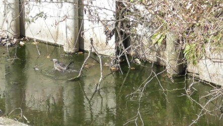 水浴びをするヒヨドリ