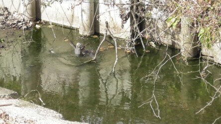 水浴びをするヒヨドリ