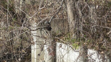 水浴びをするヒヨドリ