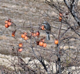 カキの木にとまるヒヨドリ
