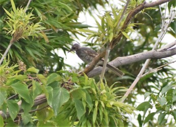 ヒヨドリの幼鳥