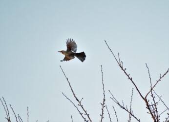 飛翔中のヒヨドリ