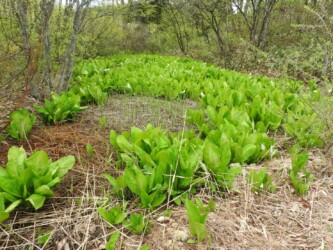 庄内(鶴岡)のミズバショウ