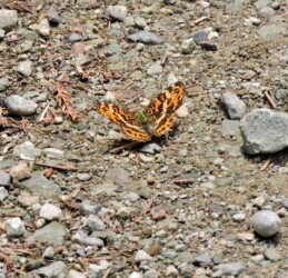 5月中旬のサカハチョウ(春型)