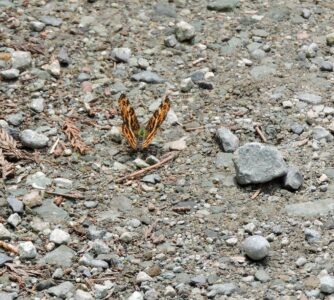 5月中旬のサカハチョウ(春型)