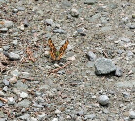 5月中旬のサカハチョウ(春型)