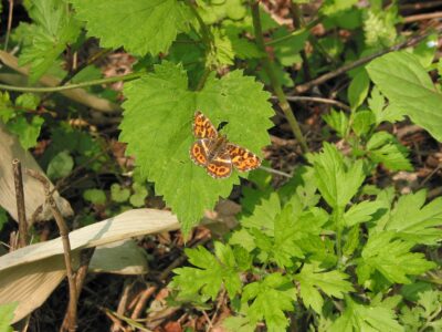 5月中旬のサカハチョウ(春型)