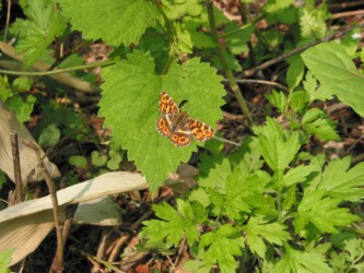5月中旬のサカハチョウ(春型)