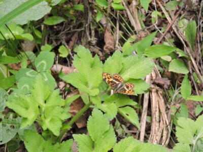 5月中旬のサカハチョウ(春型)