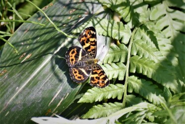 5月中旬のサカハチョウ(春型)