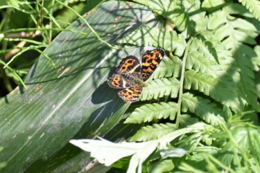 5月中旬のサカハチョウ(春型)