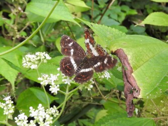 9月初旬のサカハチョウ(夏型)セリの花の蜜を吸う