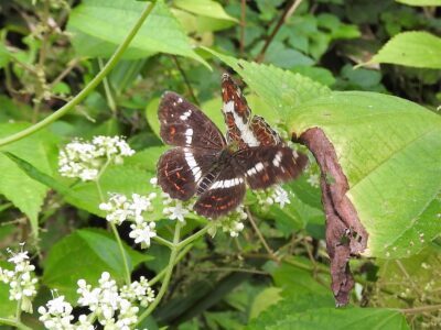 9月初旬のサカハチョウ(夏型)セリの花の蜜を吸う