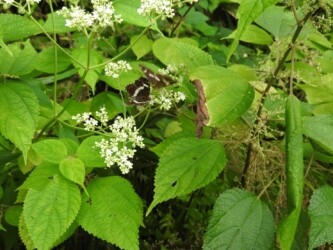 9月初旬のサカハチョウ(夏型)セリの花の蜜を吸う