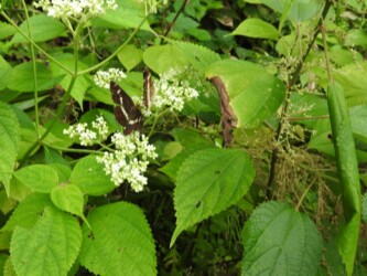 9月初旬のサカハチョウ(夏型)セリの花の蜜を吸う