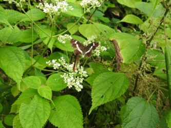 9月初旬のサカハチョウ(夏型)セリの花の蜜を吸う