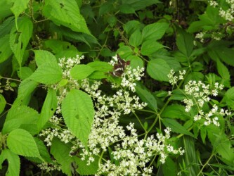9月初旬のサカハチョウ(夏型)セリの花の蜜を吸う