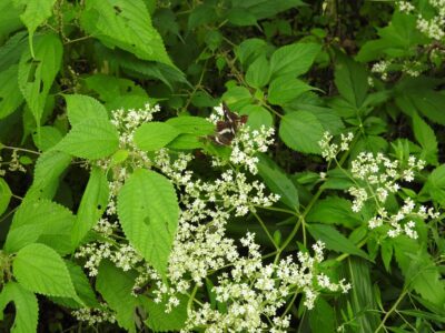9月初旬のサカハチョウ(夏型)セリの花の蜜を吸う