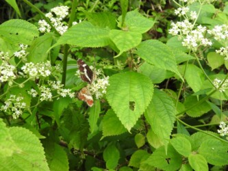 9月初旬のサカハチョウ(夏型)セリの花の蜜を吸う