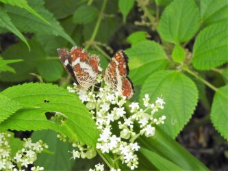 9月初旬のサカハチョウ(夏型)セリの花の蜜を吸う
