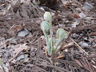 ワタを被ったゼンマイのいろいろ