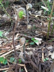 ワタを被ったゼンマイのいろいろ