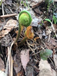 ワタを被ったゼンマイのいろいろ