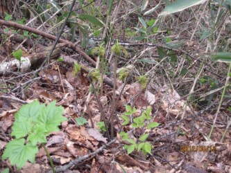 ワタを被ったゼンマイのいろいろ