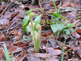 ワタを被ったゼンマイのいろいろ