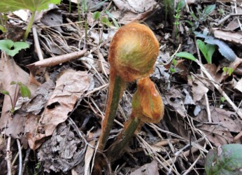 ワタを被ったゼンマイのいろいろ