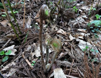 ワタを被ったゼンマイのいろいろ