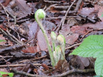 ワタを被ったゼンマイのいろいろ