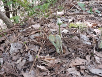 ワタを被ったゼンマイのいろいろ