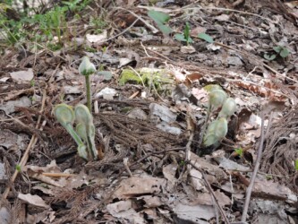 ワタを被ったゼンマイのいろいろ