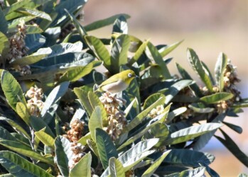 ビワの花に集まるメジロ