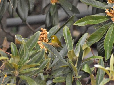 ビワの花に集まるメジロ