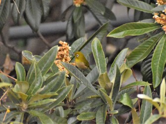 ビワの花に集まるメジロ