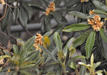 ビワの花に集まるメジロ