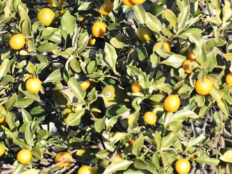 キンカンに集まるメジロ