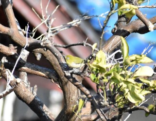 キンカンに集まるメジロ