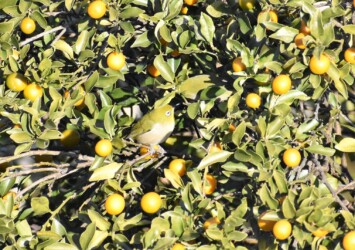 キンカンに集まるメジロ