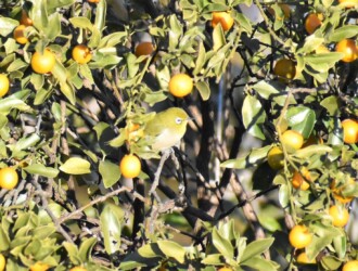 キンカンに集まるメジロ