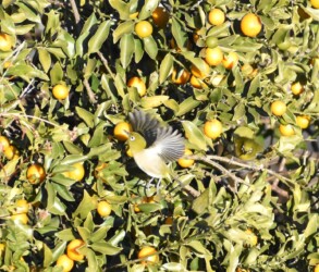 キンカンに集まるメジロ